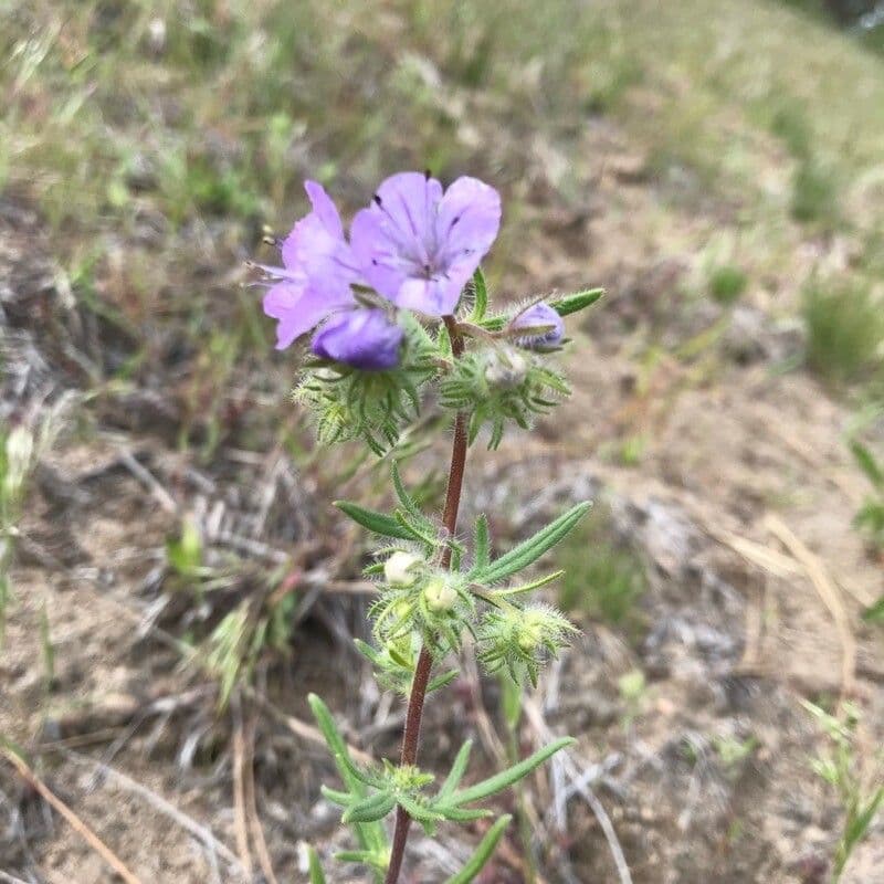Linear-leaf phacelia 13