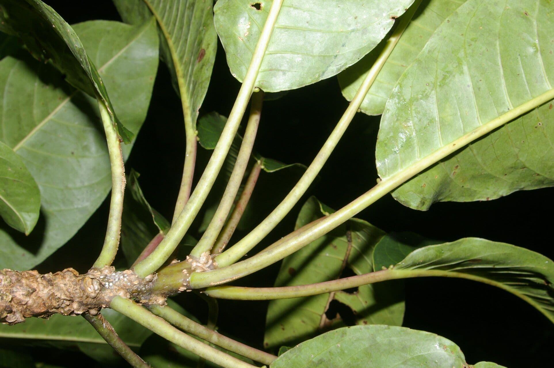 Sapium