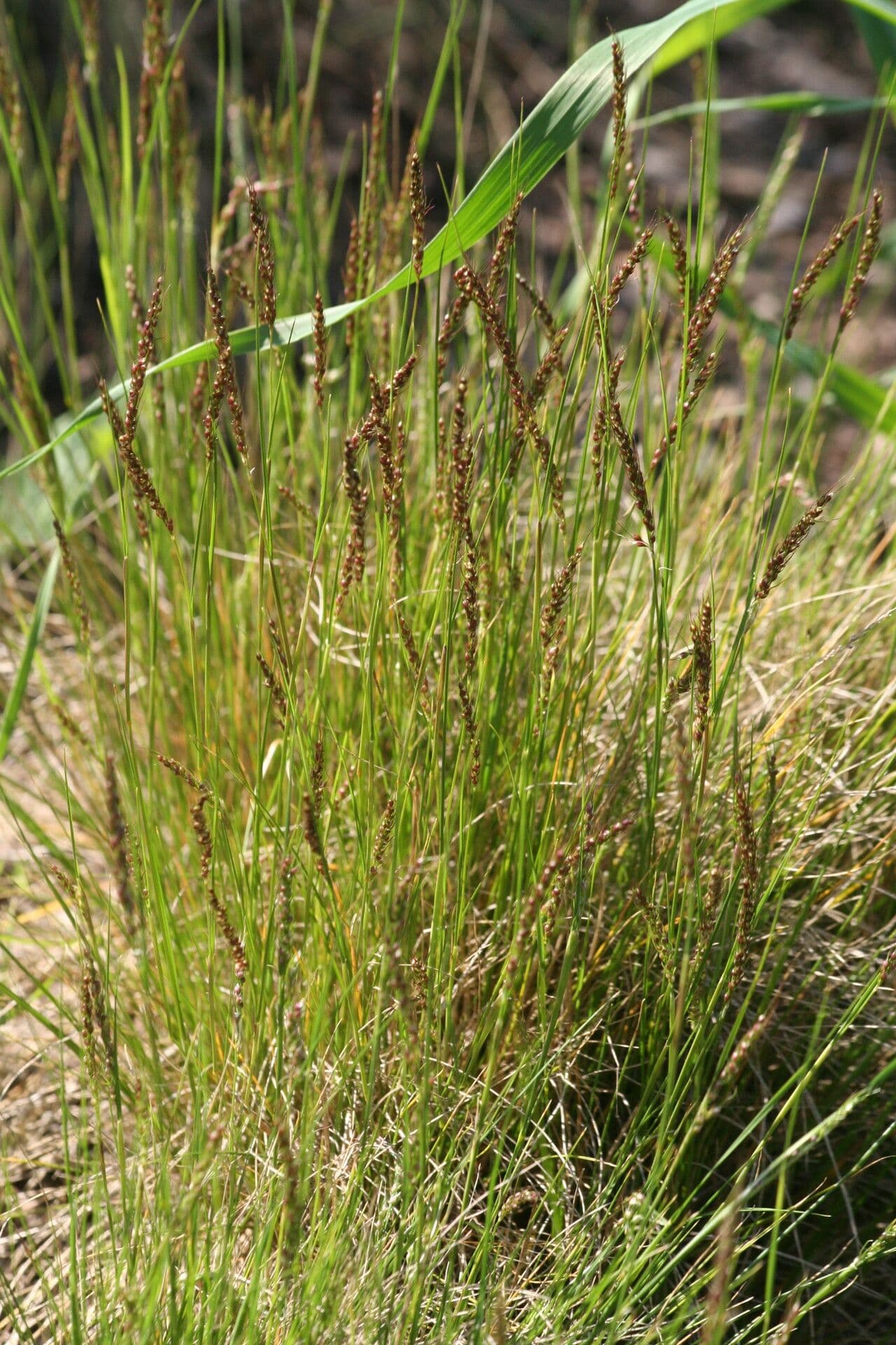 Piptochaetium 2