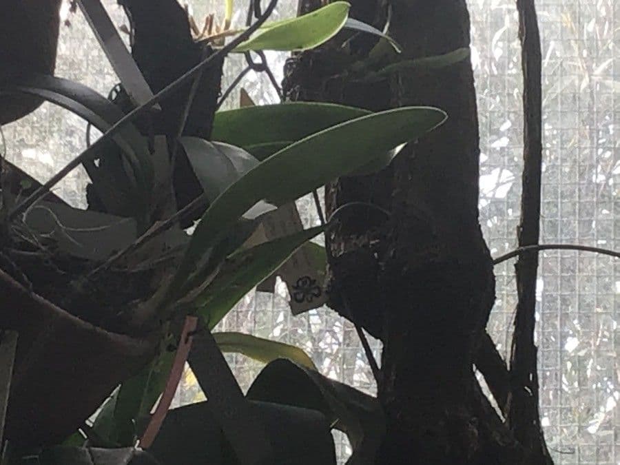 Masdevallia