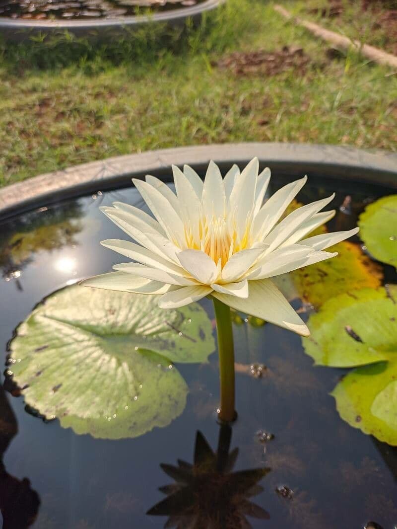 Breitblättrige Seerose 10