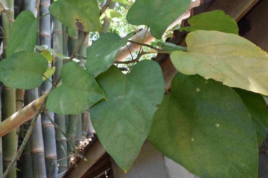 Pterygota 3