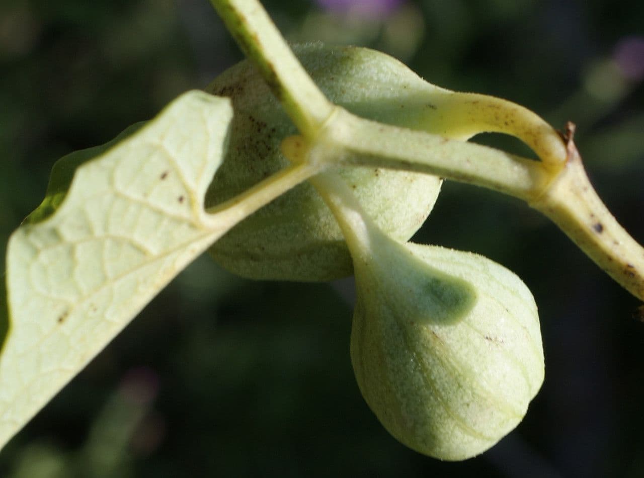 Rostlina 2