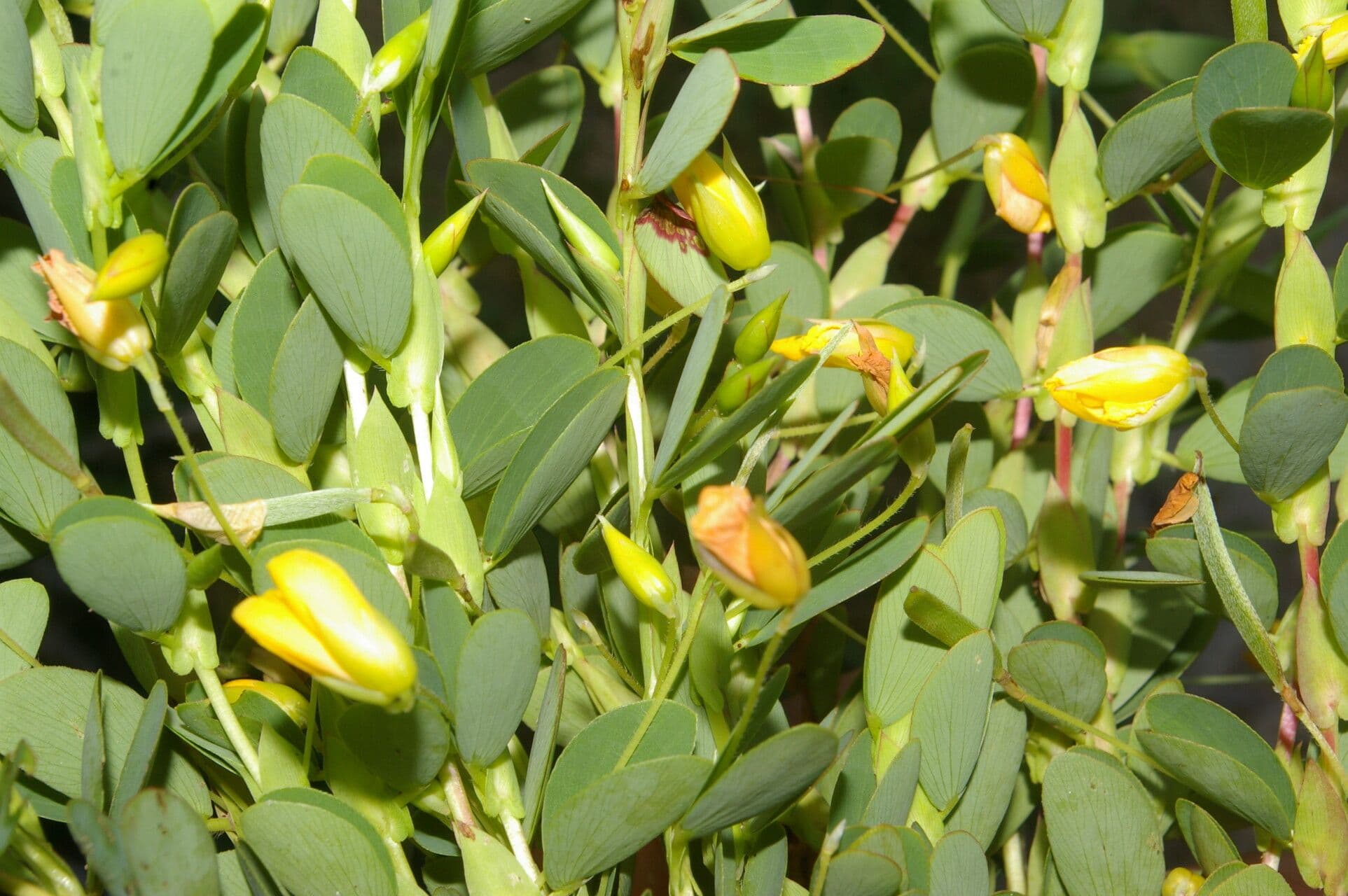 Cassia diphylla