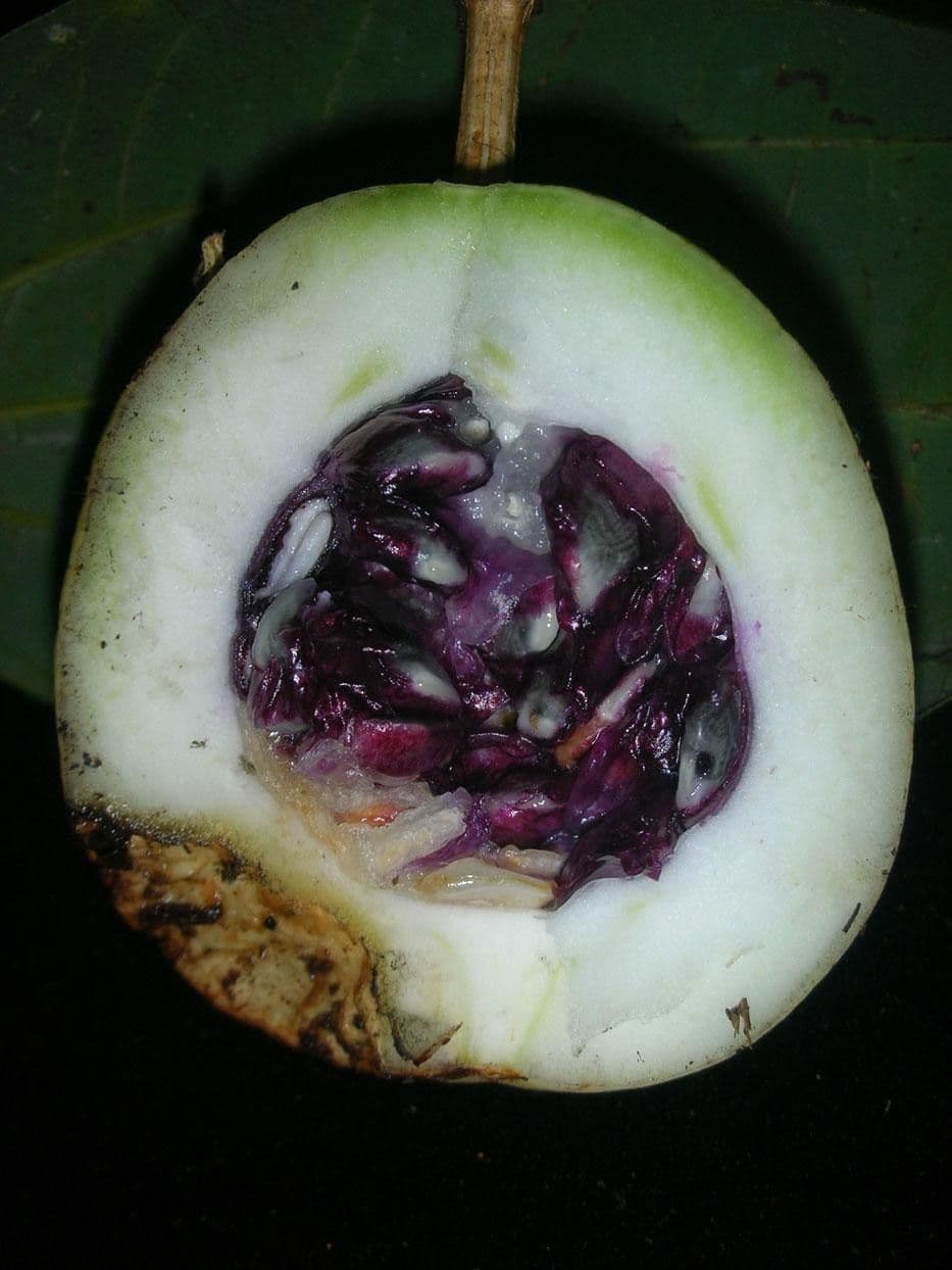 Passiflora 15
