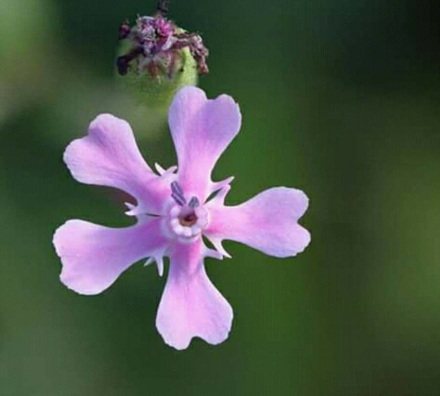 Silene 4