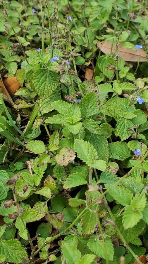 Salvia 14