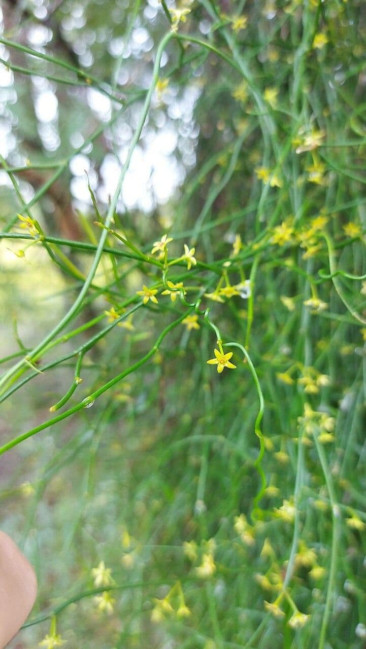 Efedra 9