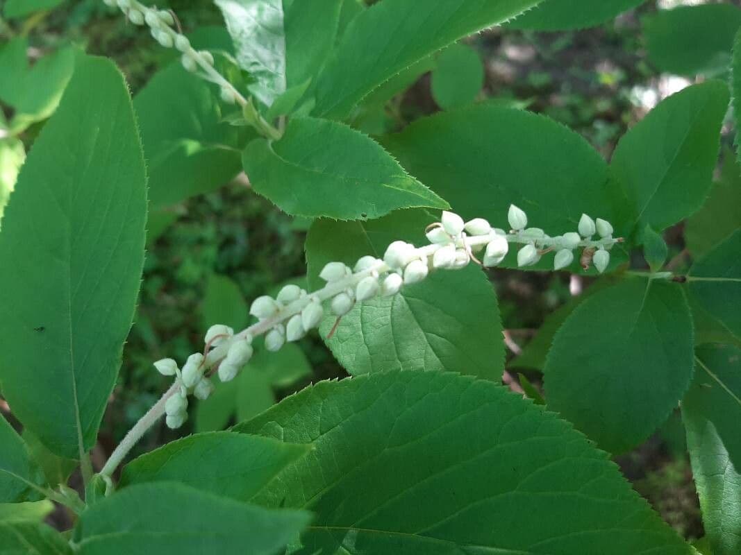 Clethra 4