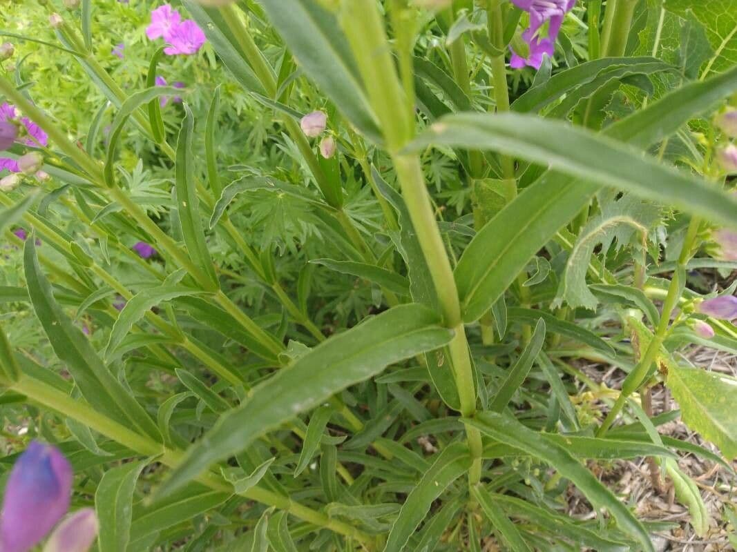 Penstemon 13