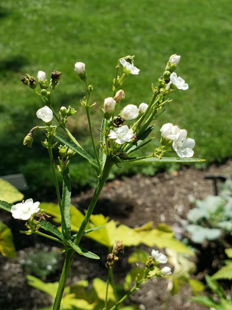Napaea dioica 5