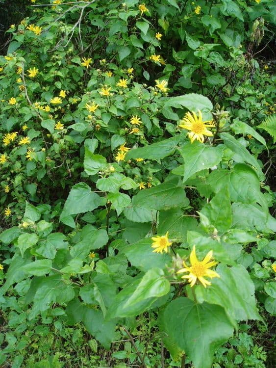 Venegasia 9