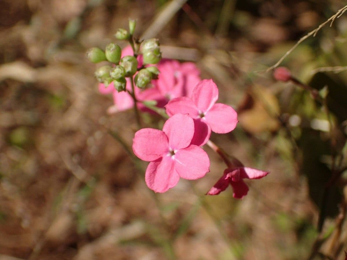 Kohautia 3