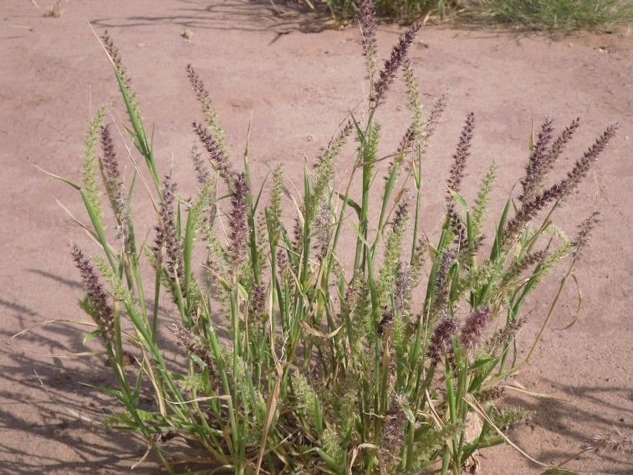 Cenchrus biflorus 12