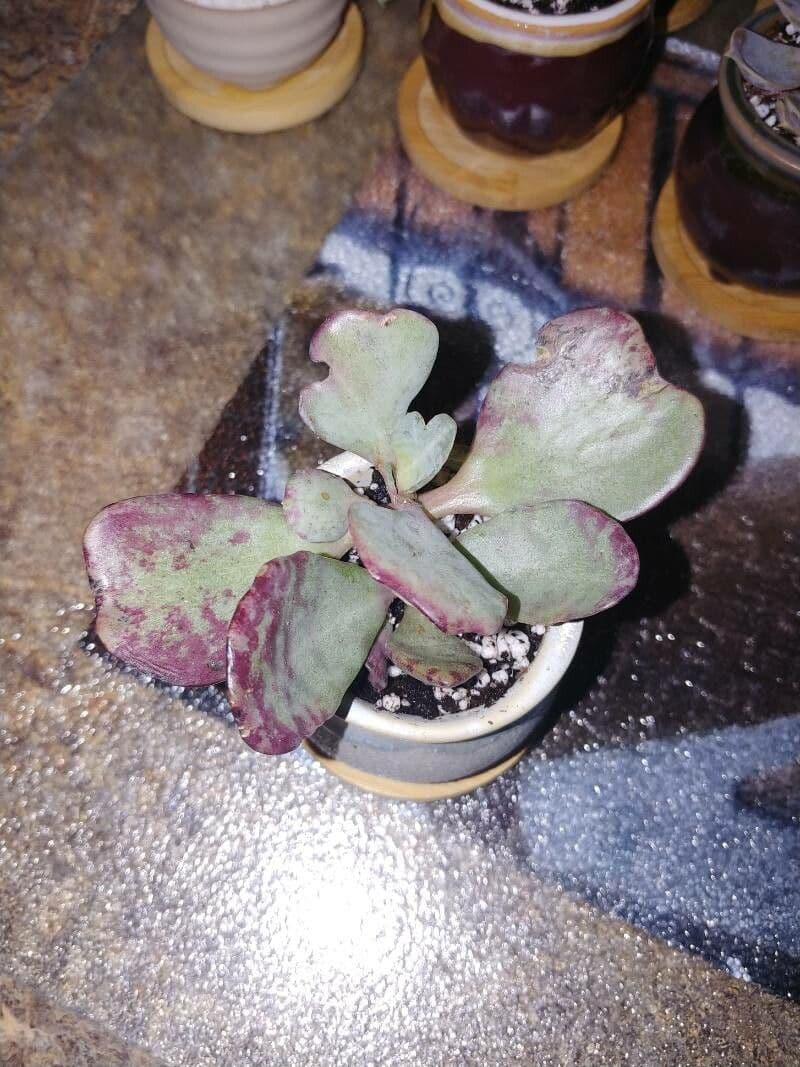 Kalanchoe 19