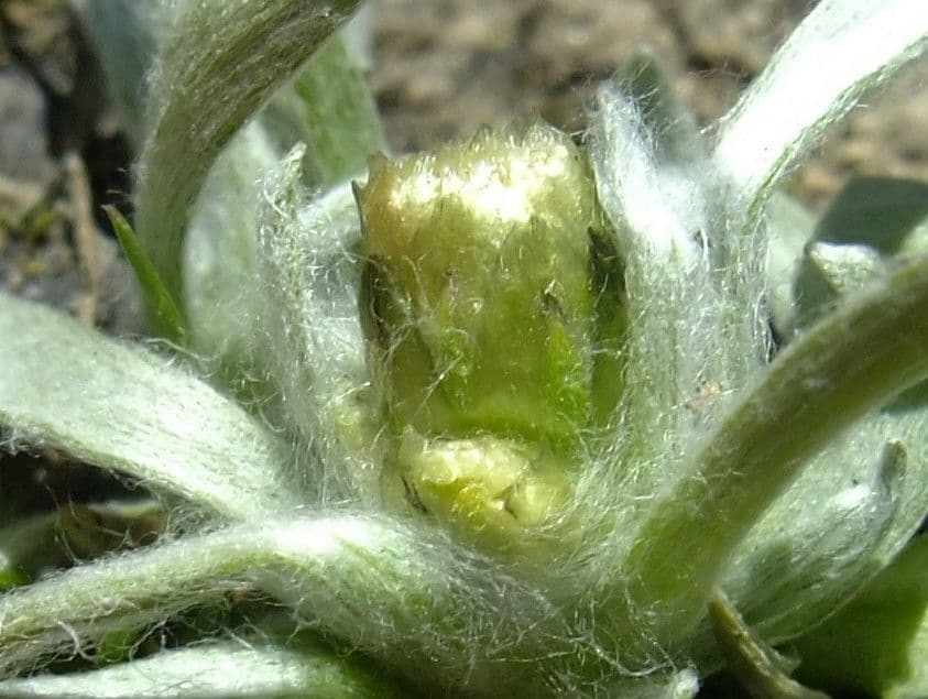Gnaphalium nano 10