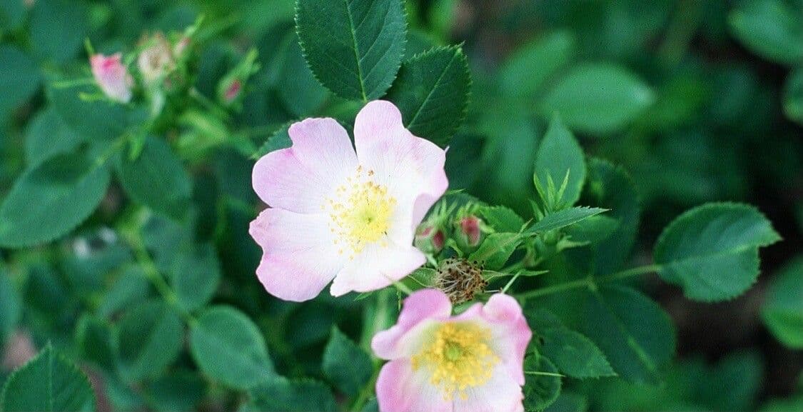 Rosa aspra