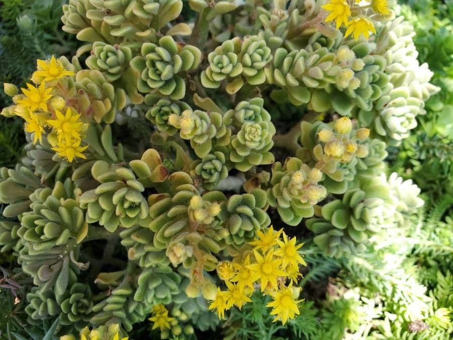 Borracina spatolata 2