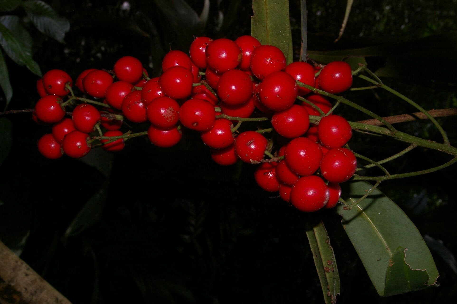 Hymenandra