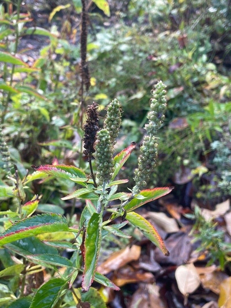 Verónica de hoja larga 3