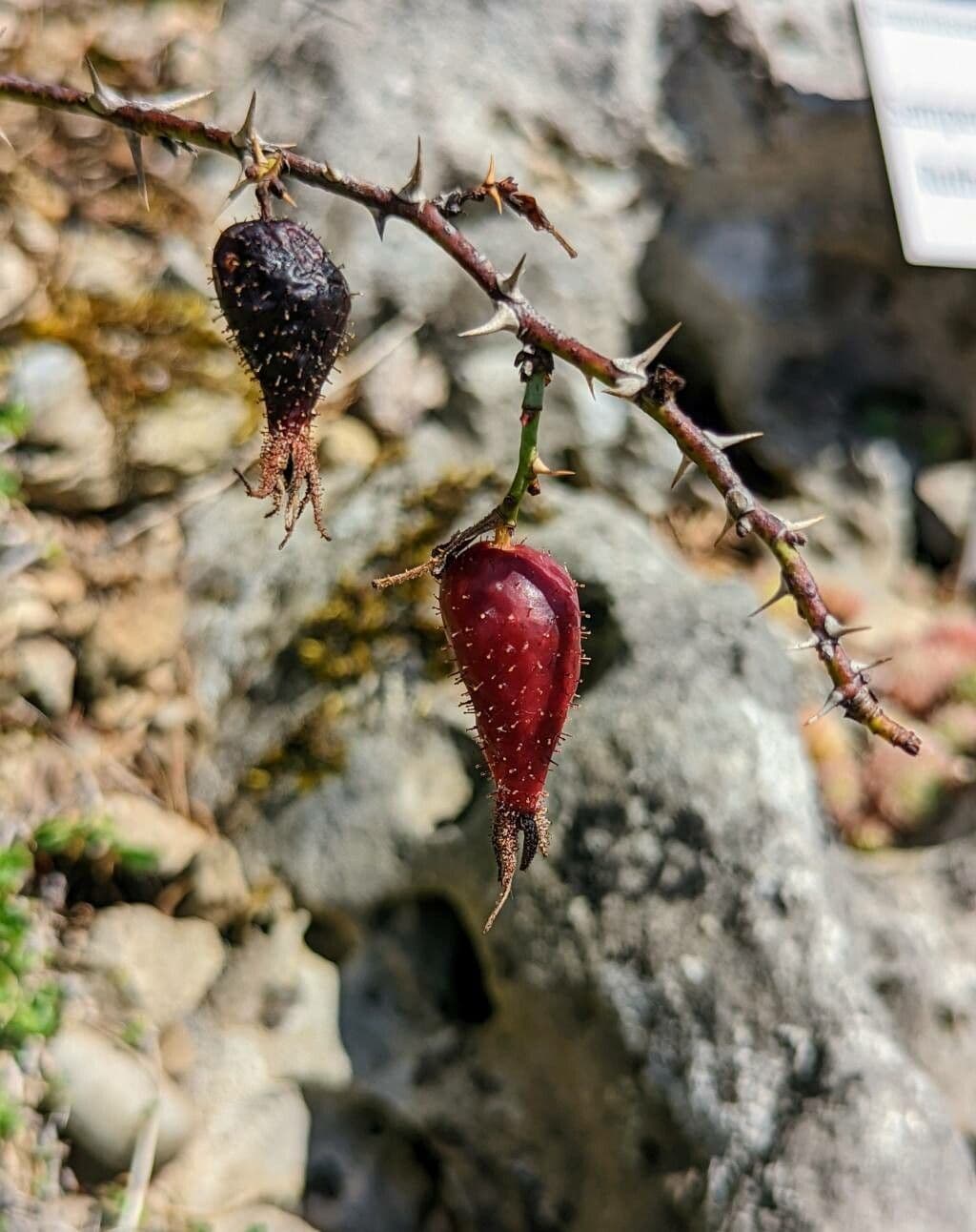Graublättrige Rose