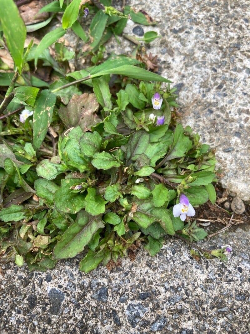 Mazus pumilus 7