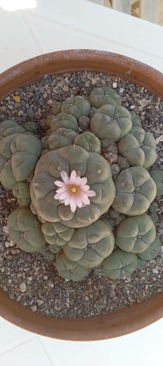 Peyote 10