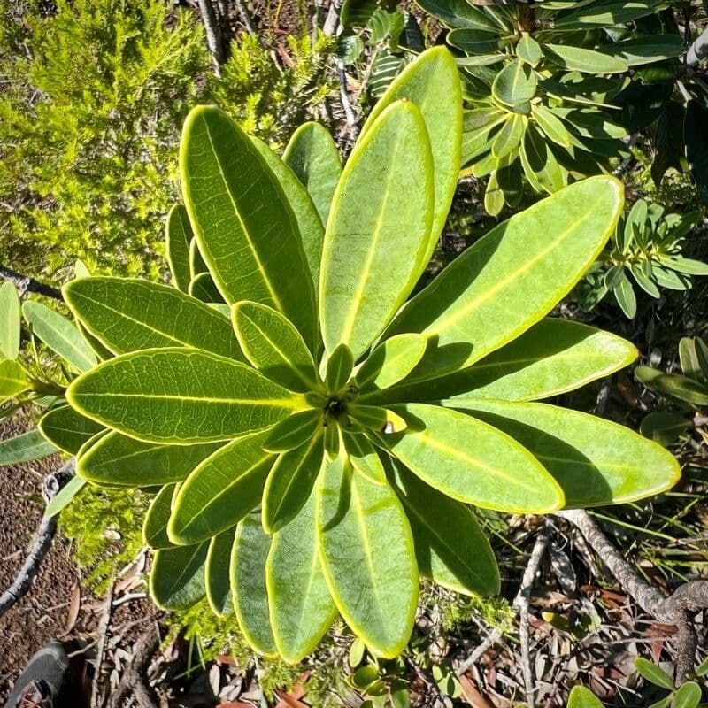 Xanthostemon 16