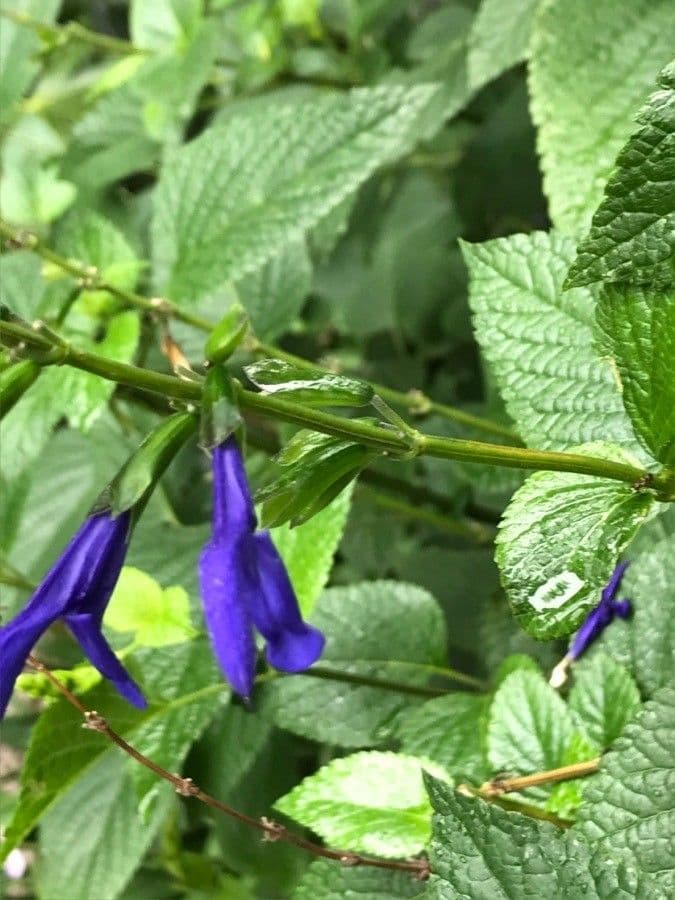 Salvia patens 17