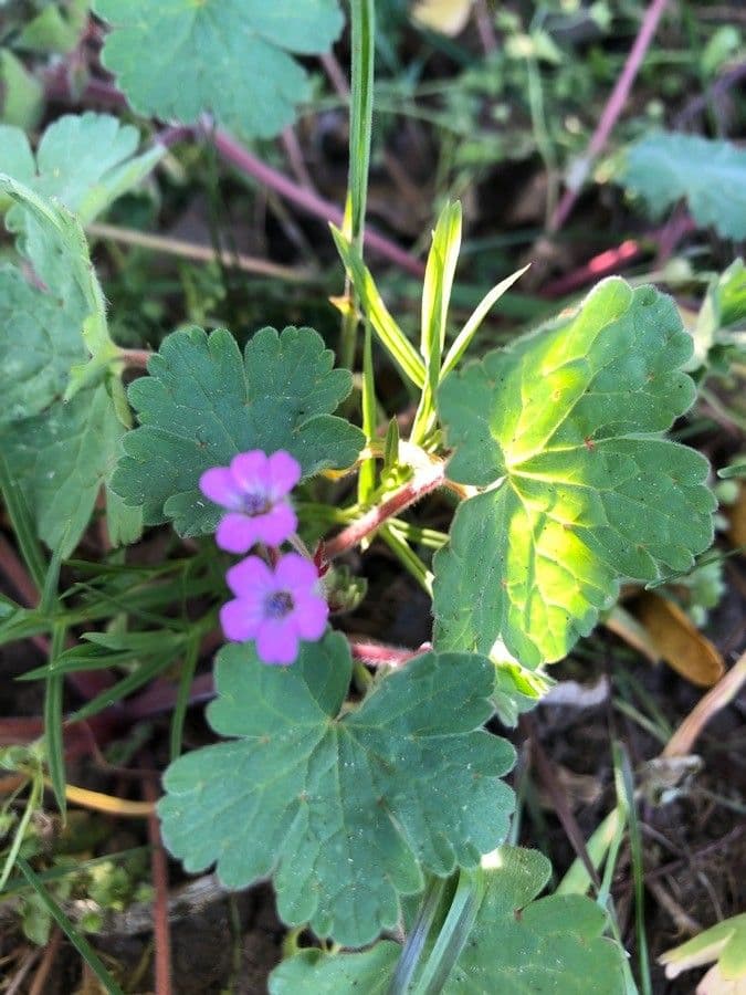 Geranium sibiricum 16