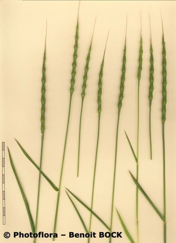 Aegilops ventricosa 25