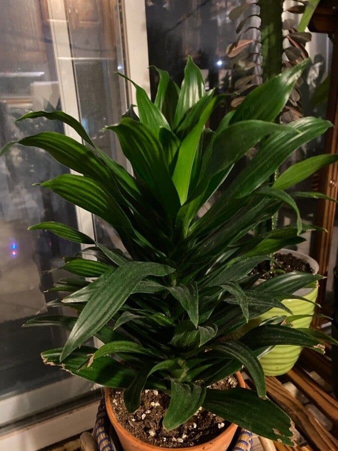 Dracaena