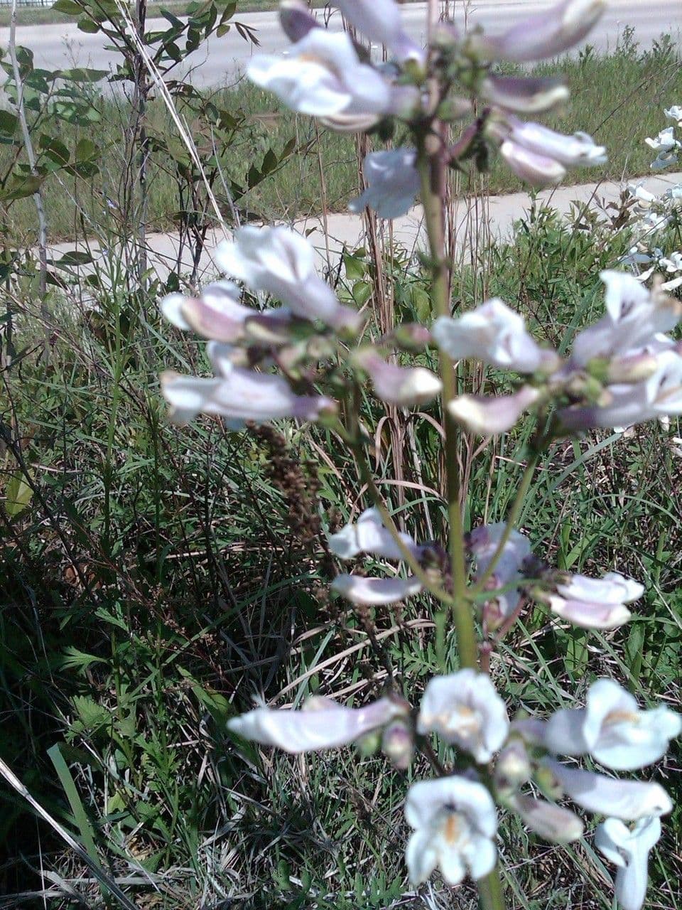 Penstemon laxiflorus 9