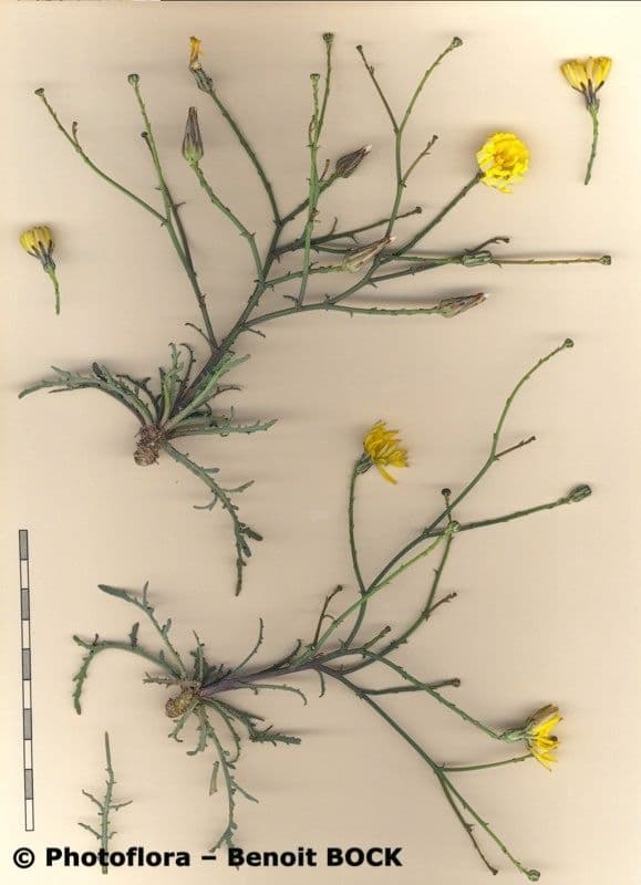 Lattuga fragile 18