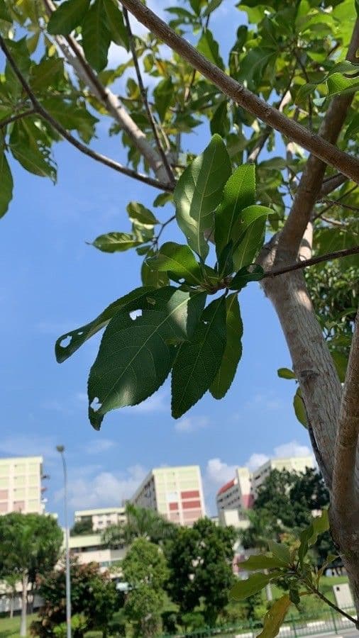Barringtonia 15