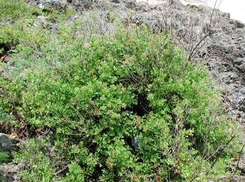Pluchea indica 8