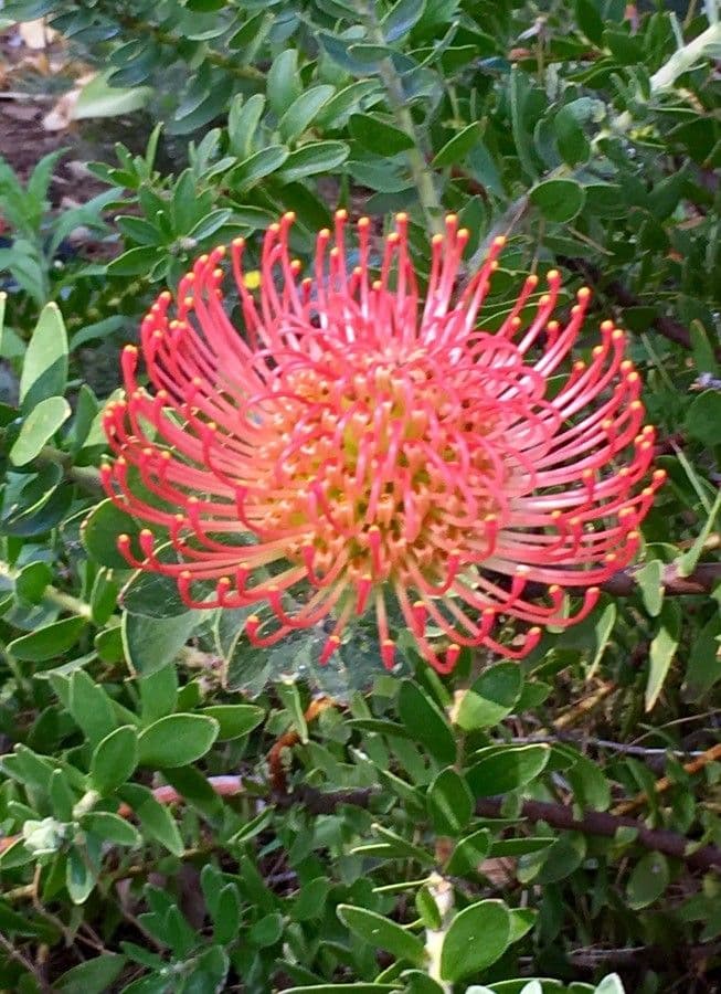 Leucospermum 3