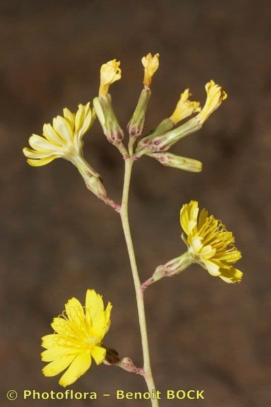 Launaea 12
