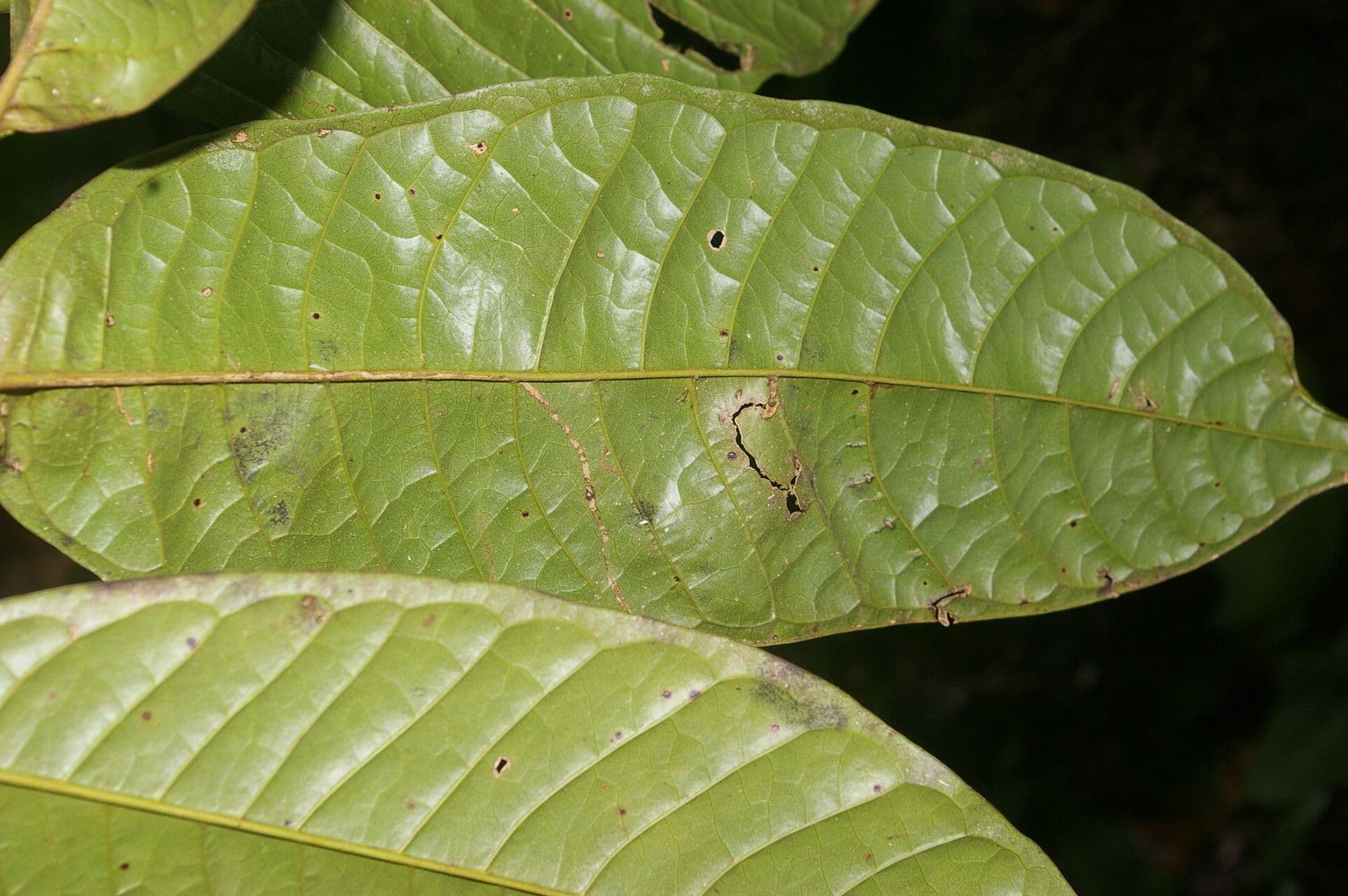 Anaxagorea 8