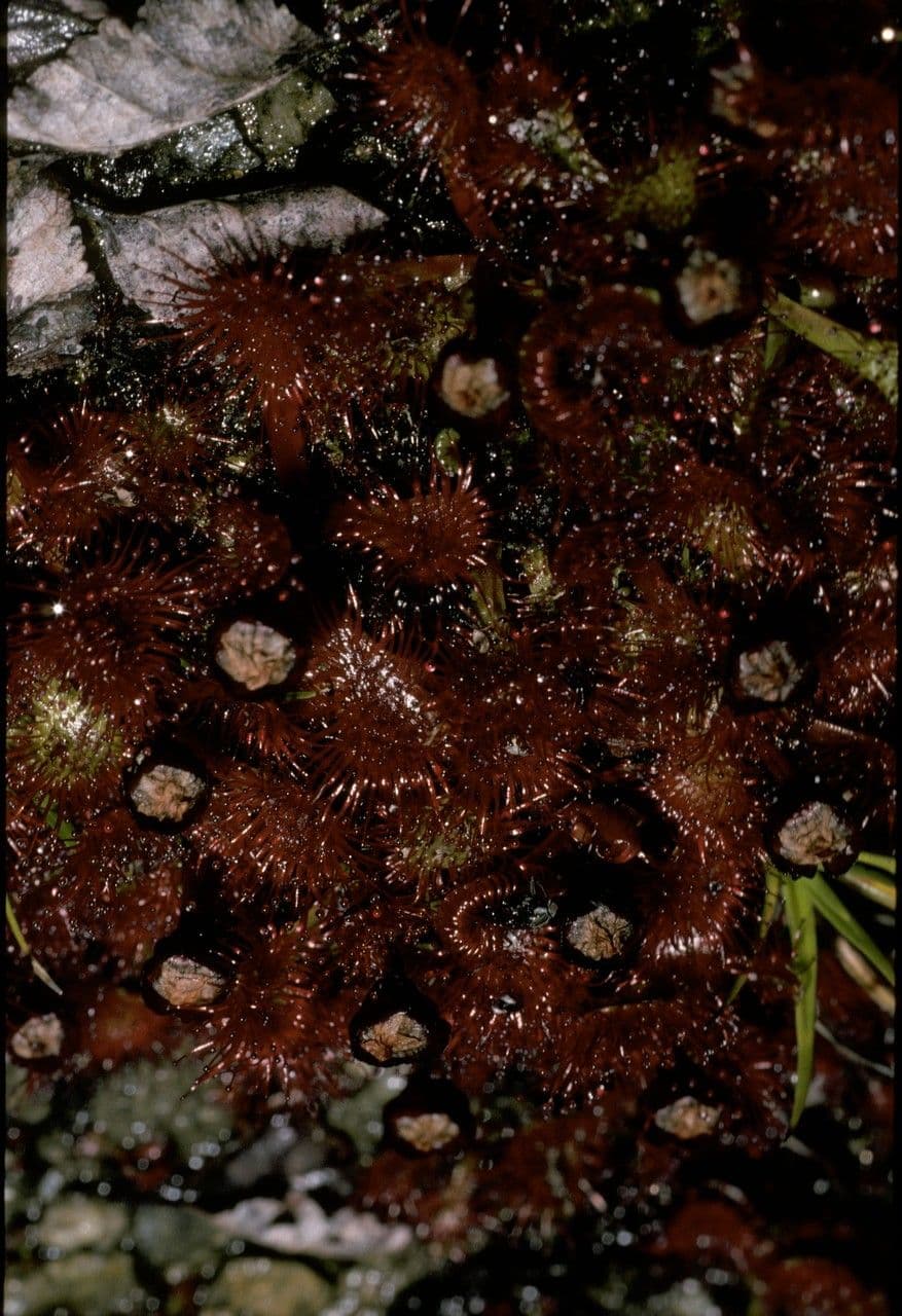 Drosera 3