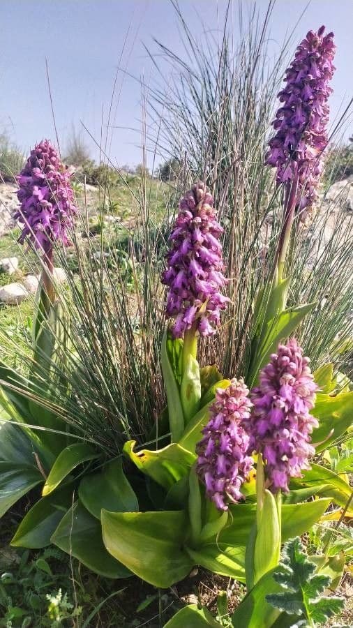 Orchis géant 10