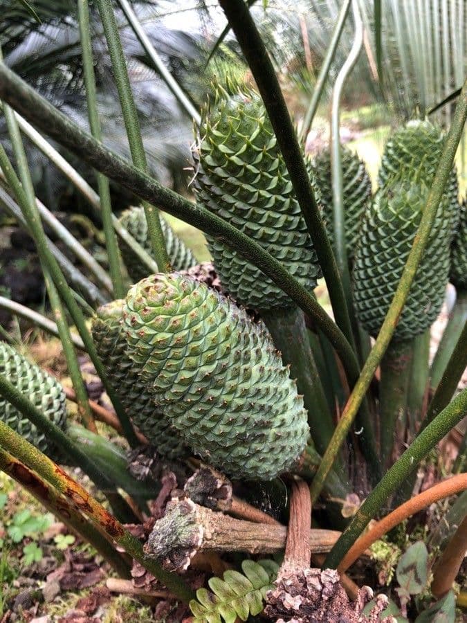 Macrozamia