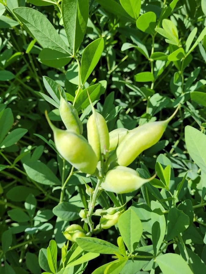 Baptisia 2