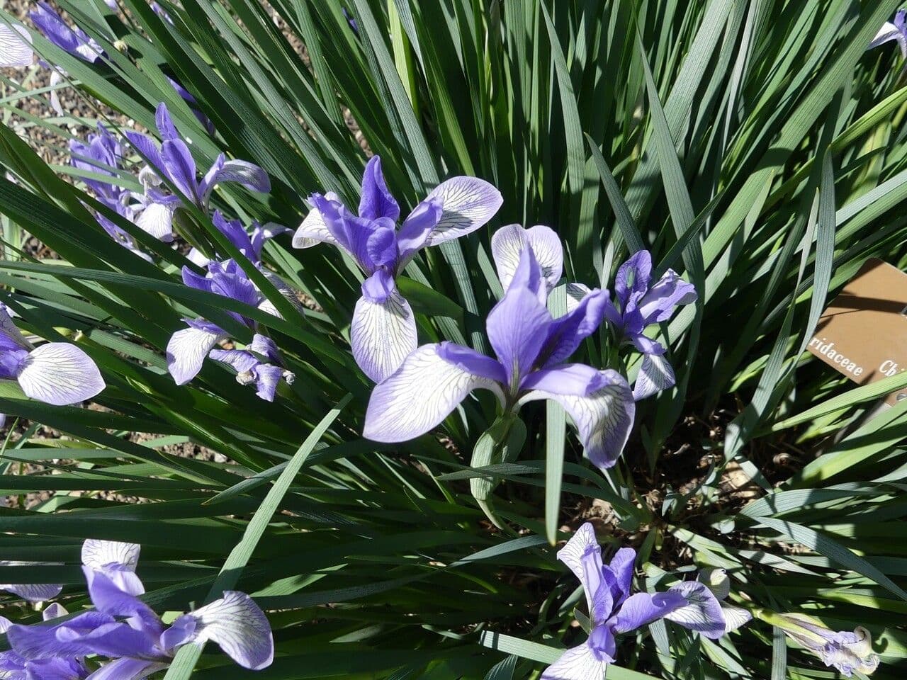 Milchweiße Iris 3