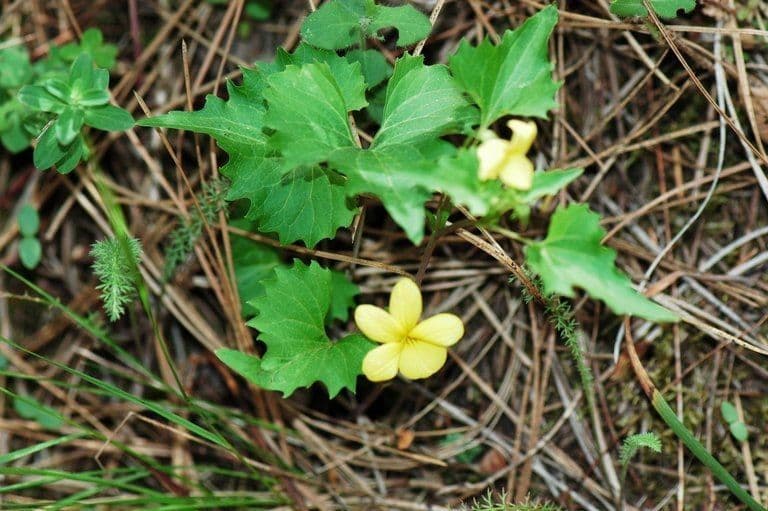 Viola 8