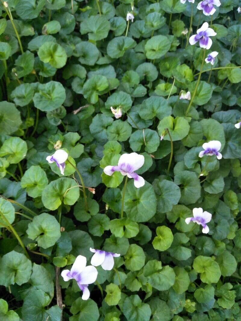 Viola ederacea 3
