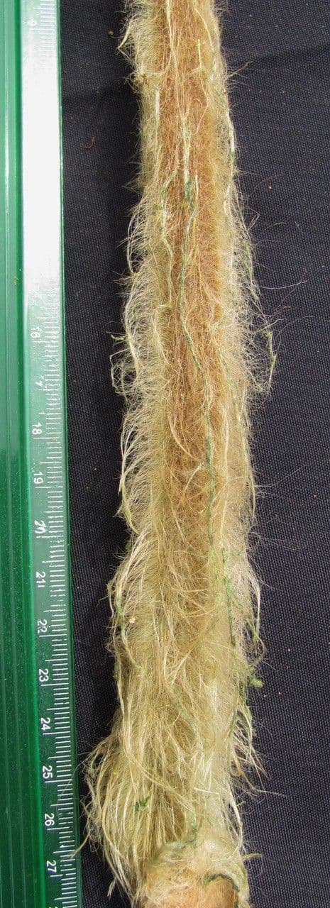 Lophosoria quadripinnata