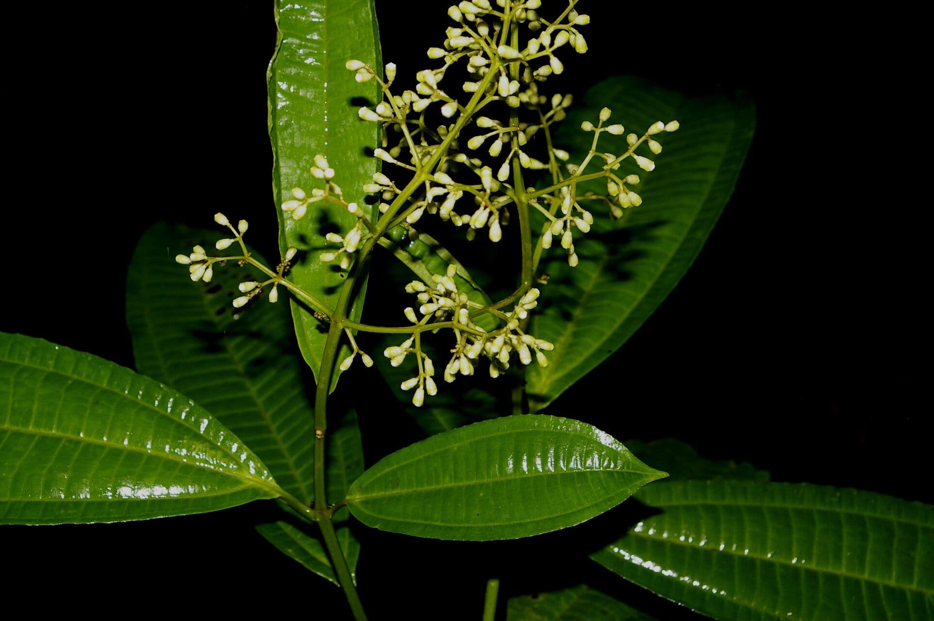 Miconia 3