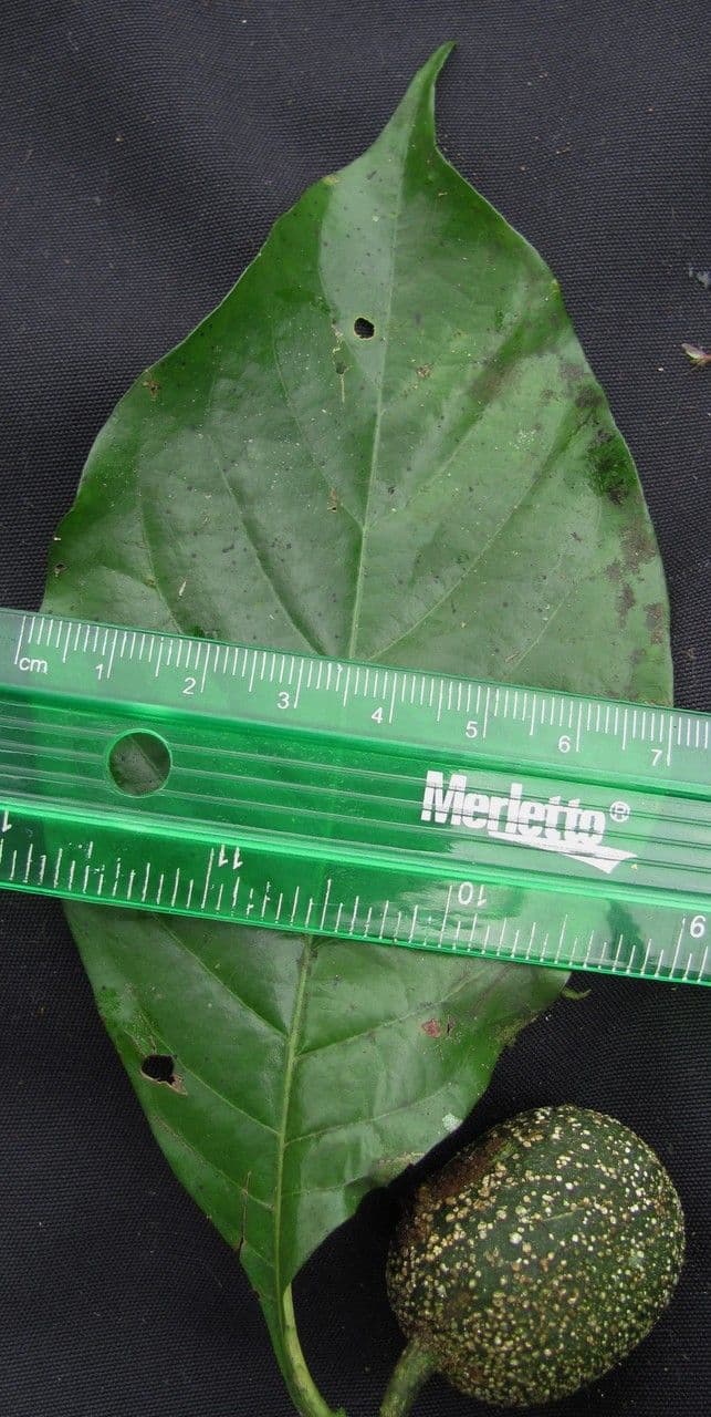 Randia spinosa 10