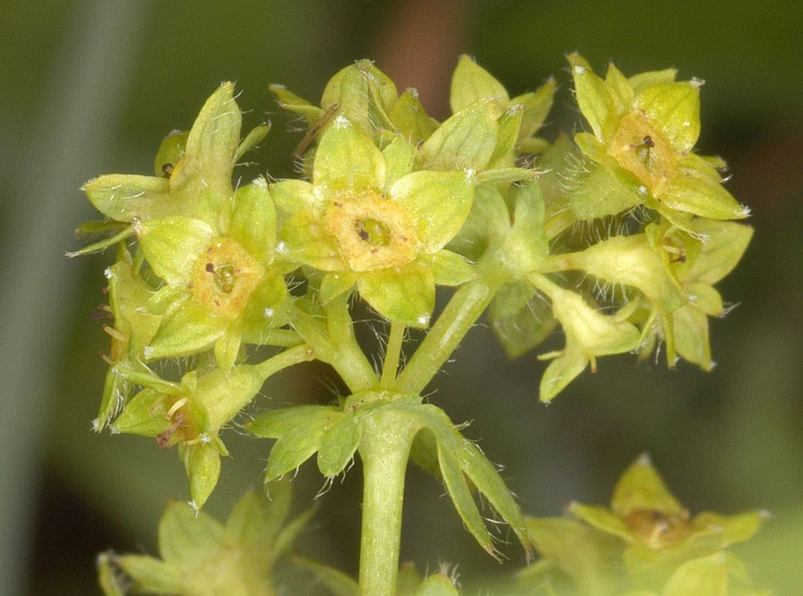Alchemilla pelosa 2